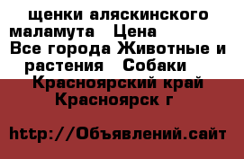 щенки аляскинского маламута › Цена ­ 20 000 - Все города Животные и растения » Собаки   . Красноярский край,Красноярск г.